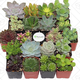 Illustration for article titled Today’s best deals: Succulents, turntables, and more